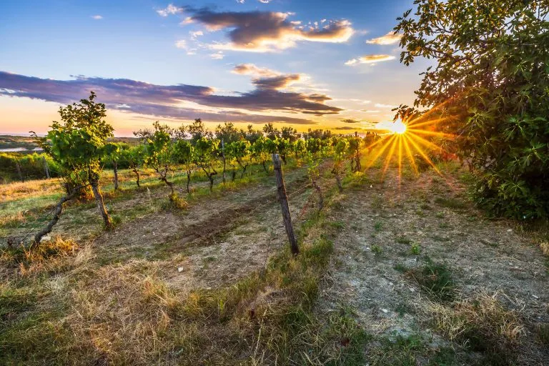 Zonsondergang bij een idyllische wijngaard op het boerenland van Istrië, Kroatië.